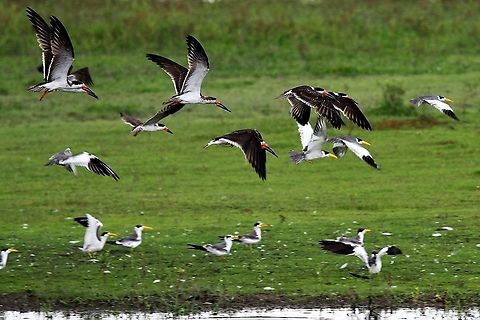 Black Skimmer Seen at Hato El Cedral in a mixed tern flock Black Skimmer,Hato El Cedral,Los Llanos,Rynchops niger