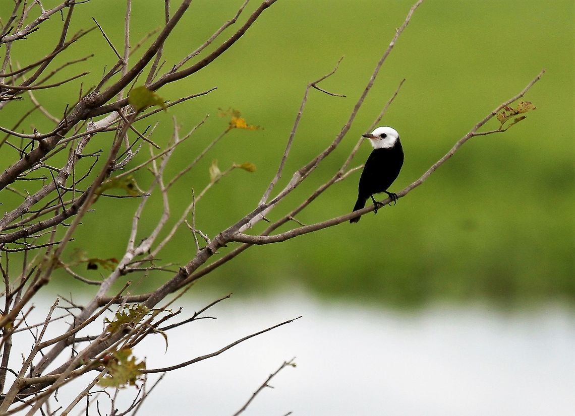 White-headed Marsh Tyrant Seen at Hato El Cedral Arundinicola leucocephala,Hato El Cedral,Los Llanos,White-headed Marsh Tyrant