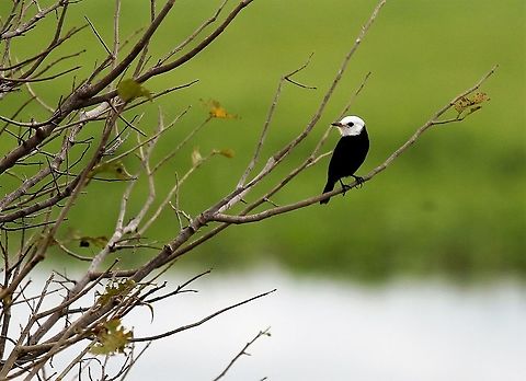 White-headed Marsh Tyrant Seen at Hato El Cedral Arundinicola leucocephala,Hato El Cedral,Los Llanos,White-headed Marsh Tyrant