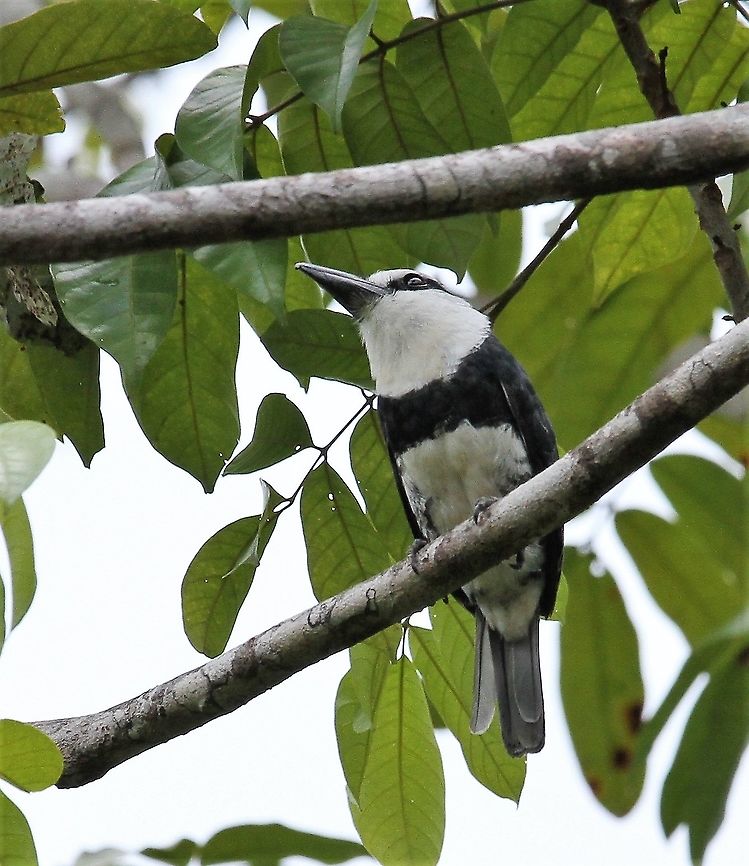 White-necked Puffbird Seen at Hato El Cedral on Los Llanos Hato El Cedral,Los Llanos,Notharchus hyperrhynchus,White-necked puffbird
