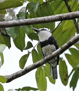White-necked Puffbird Seen at Hato El Cedral on Los Llanos Hato El Cedral,Los Llanos,Notharchus hyperrhynchus,White-necked puffbird