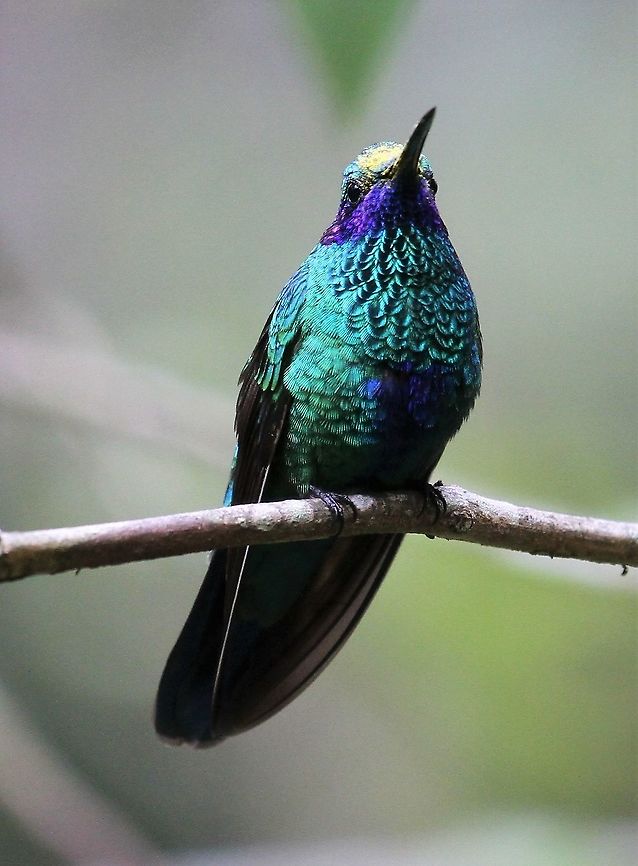 Sparkling Violetear At Estancia La Bravera on the edge of the Paramo at just under 2,500 metres. Colibri coruscans,Colibri thalassinus,Estancia La Bravera,Green violetear,Sparkling violetear