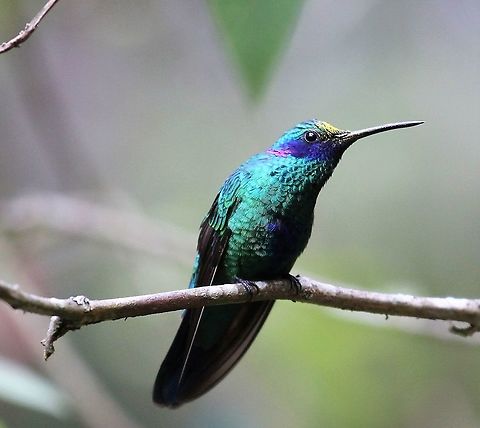 Sparkling Violetear At wonderful Estancia La Bravera near the 2,500 metre contour - Note the pollen! Colibri coruscans,Colibri thalassinus,Estancia La Bravera,Green violetear,Sparkling violetear