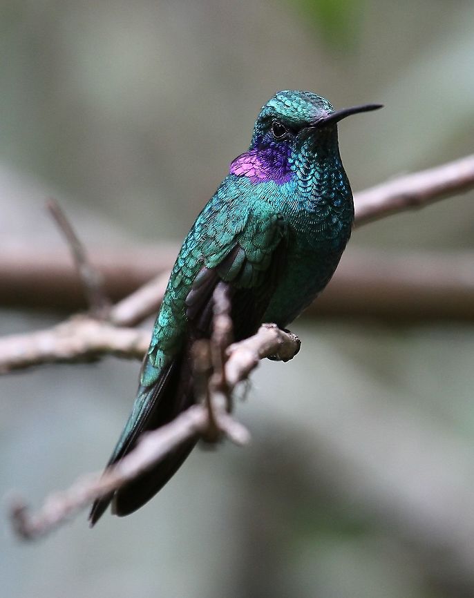 Green Violetear At wonderful Estancia La Bravera near the 2,500 metre contour Colibri thalassinus,Estancia La Bravera,Green violetear