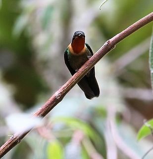 Orange Throated Sunangel Found close to the Paramo Estancia La Bravera,Heliangelus mavors,orange-throated sunangel