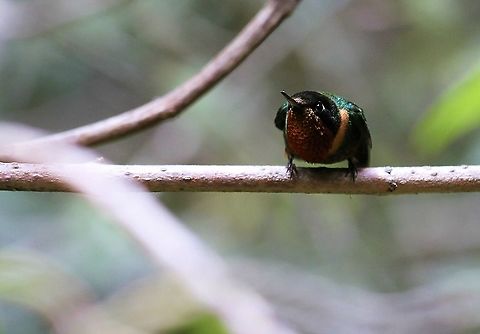 Orange Throated Sunangel This very pretty, feisty hummingbird found just under 2,500 metres Estancia La Bravera,Heliangelus mavors,Orange Throated Sunangel