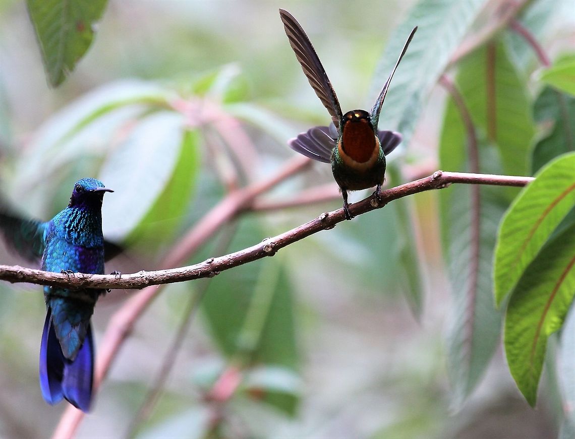 Orange-throated Sunangel Found on the edge of the Paramo Estancia La Bravera,Heliangelus mavors,orange-throated sunangel
