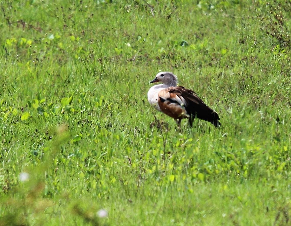 Orinoco Goose At Hato El Cedral in los Llanos Hato El Cedral,Los Llanos,Neochen jubata,Orinoco goose