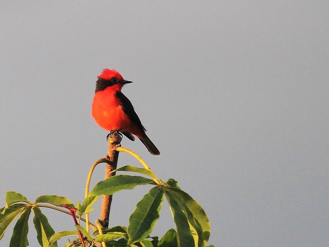 Vermillion Flycatcher - perched, Venezuela  Pyrocephalus obscurus,Vermilion flycatcher