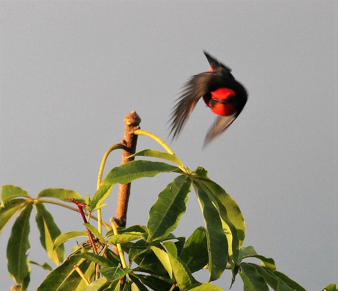 Vermilion Flycatcher Found at Hato El Cedral Hato El Cedral,Los Llanos,Pyrocephalus obscurus,Vermilion flycatcher