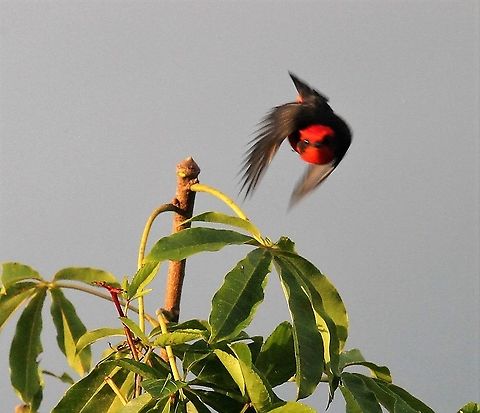 Vermilion Flycatcher Found at Hato El Cedral Hato El Cedral,Los Llanos,Pyrocephalus obscurus,Vermilion flycatcher