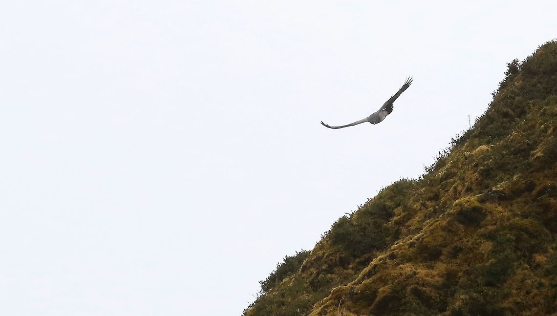 Black-chested buzzard-eagle in flight 4 Climbed 600 metres in no time at all Black-chested buzzard-eagle,Chingaza National Park,Geranoaetus melanoleucus