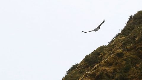 Black-chested buzzard-eagle in flight 4 Climbed 600 metres in no time at all Black-chested buzzard-eagle,Chingaza National Park,Geranoaetus melanoleucus