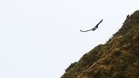 Black-chested buzzard-eagle in flight 4 Climbed 600 metres in no time at all Black-chested buzzard-eagle,Chingaza National Park,Geranoaetus melanoleucus