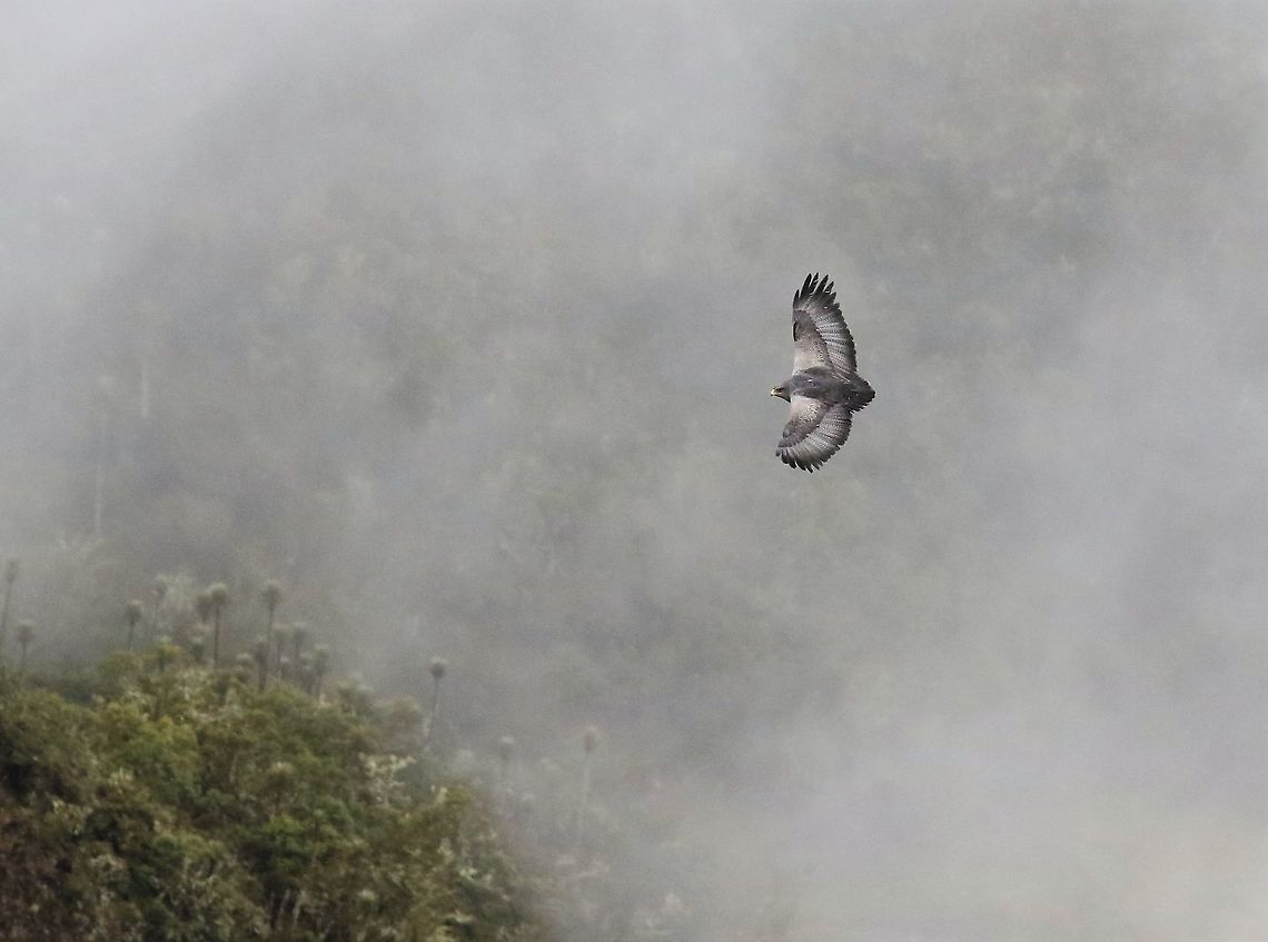 Black-chested buzzard-eagle in flight 1 Ease of flight in Chingaza NP Black-chested buzzard-eagle,Chingaza National Park,Geranoaetus melanoleucus
