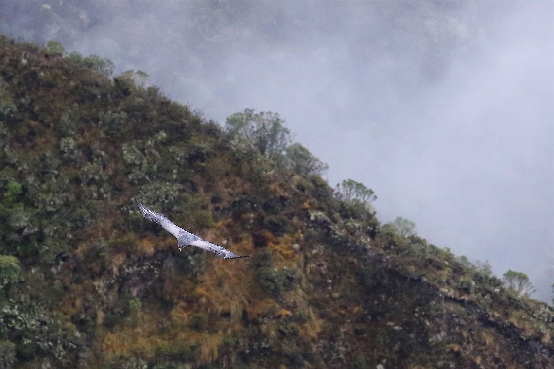 Black-chested buzzard-eagle in flight 2 Climbed mjaestically Black-chested buzzard-eagle,Chingaza National Park,Geranoaetus melanoleucus