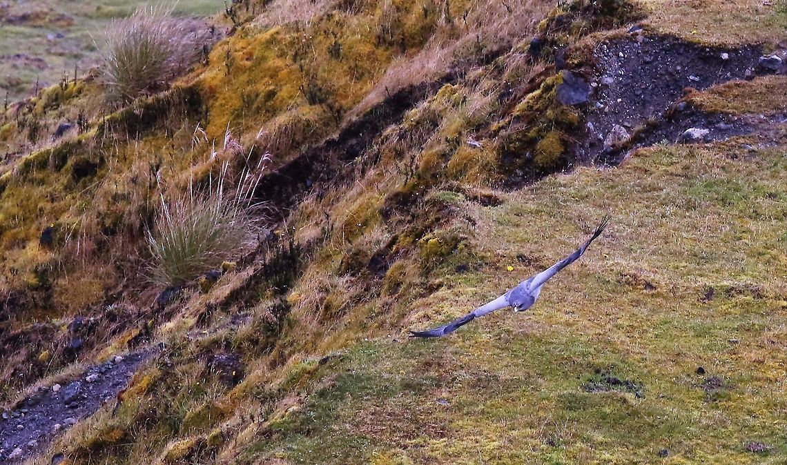 Black-chested buzzard-eagle in flight 3 Soaring with ease Black-chested buzzard-eagle,Chingaza National Park,Geranoaetus melanoleucus