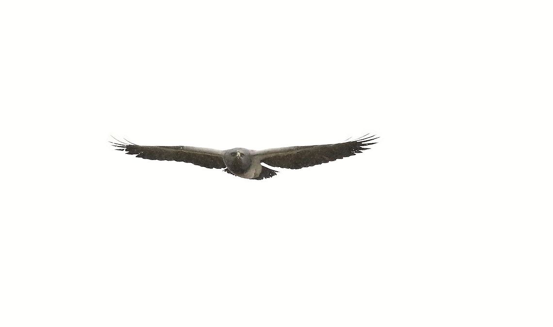 Black-chested buzzard-eagle in flight 7 Getting the eye! Black-chested buzzard-eagle,Chingaza National Park,Geranoaetus melanoleucus