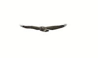 Black-chested buzzard-eagle in flight 7 Getting the eye! Black-chested buzzard-eagle,Chingaza National Park,Geranoaetus melanoleucus