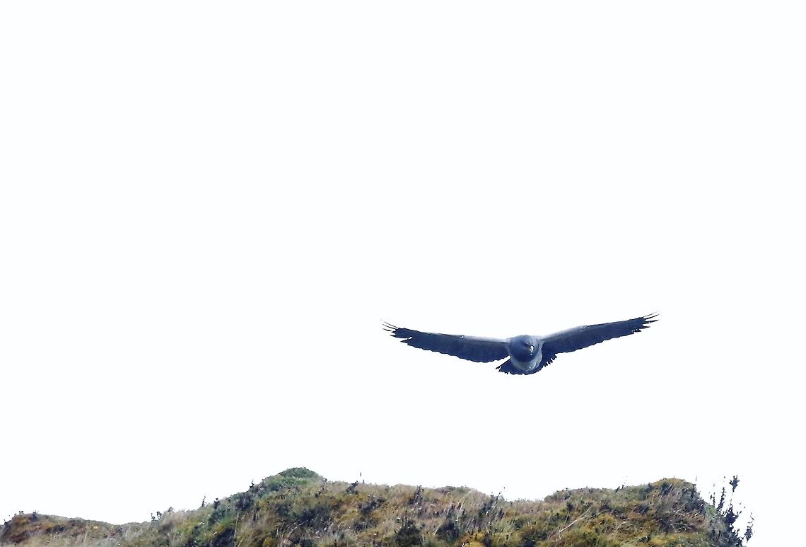 Black-chested buzzard-eagle in flight 6 Now way above Black-chested buzzard-eagle,Chingaza National Park,Geranoaetus melanoleucus