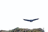 Black-chested buzzard-eagle in flight 6 Now way above Black-chested buzzard-eagle,Chingaza National Park,Geranoaetus melanoleucus