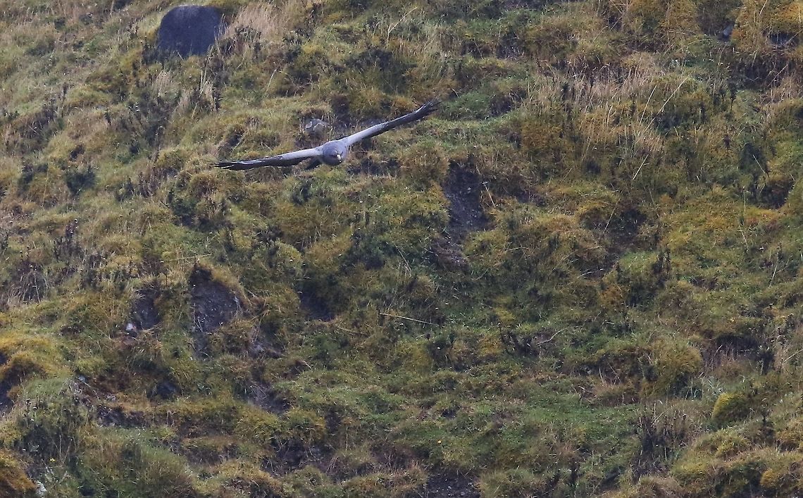 Black-chested buzzard-eagle in flight 5 Soaring Black-chested buzzard-eagle,Chingaza National Park,Geranoaetus melanoleucus