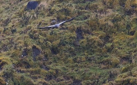 Black-chested buzzard-eagle in flight 5 Soaring Black-chested buzzard-eagle,Chingaza National Park,Geranoaetus melanoleucus