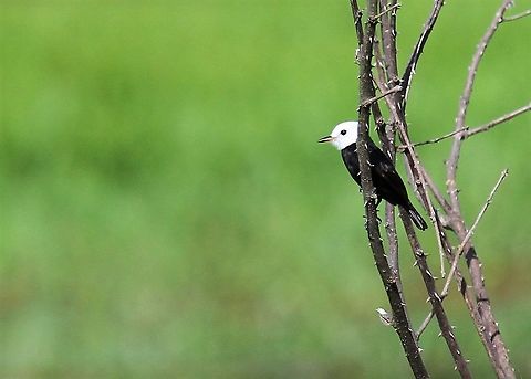 White-headed Marsh Tyrant Another of this delightful bird Arundinicola leucocephala,Hato El Cedral,Los Llanos,White-headed Marsh Tyrant
