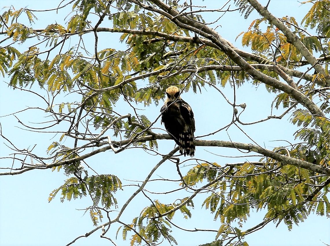 Laughing Falcon Laughing Falcon on Los Llanos Hato El Cedral,Herpetotheres cachinnans,Laughing falcon,Los Llanos