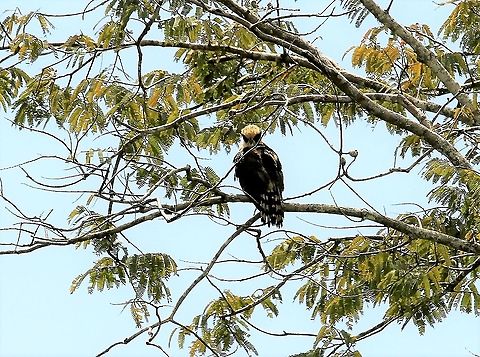 Laughing Falcon Laughing Falcon on Los Llanos Hato El Cedral,Herpetotheres cachinnans,Laughing falcon,Los Llanos