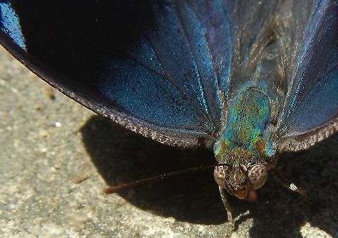 Unidentified Memphis Daggerwing closeup  Henri Pittier National Park,Memphis daggerwing