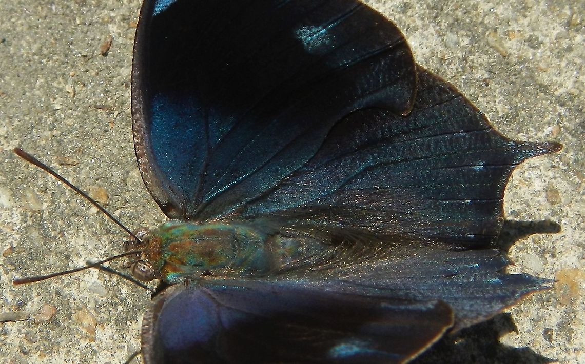Unidentied Memphis Daggerwing  Henri Pittier National Park,Memphis daggerwing