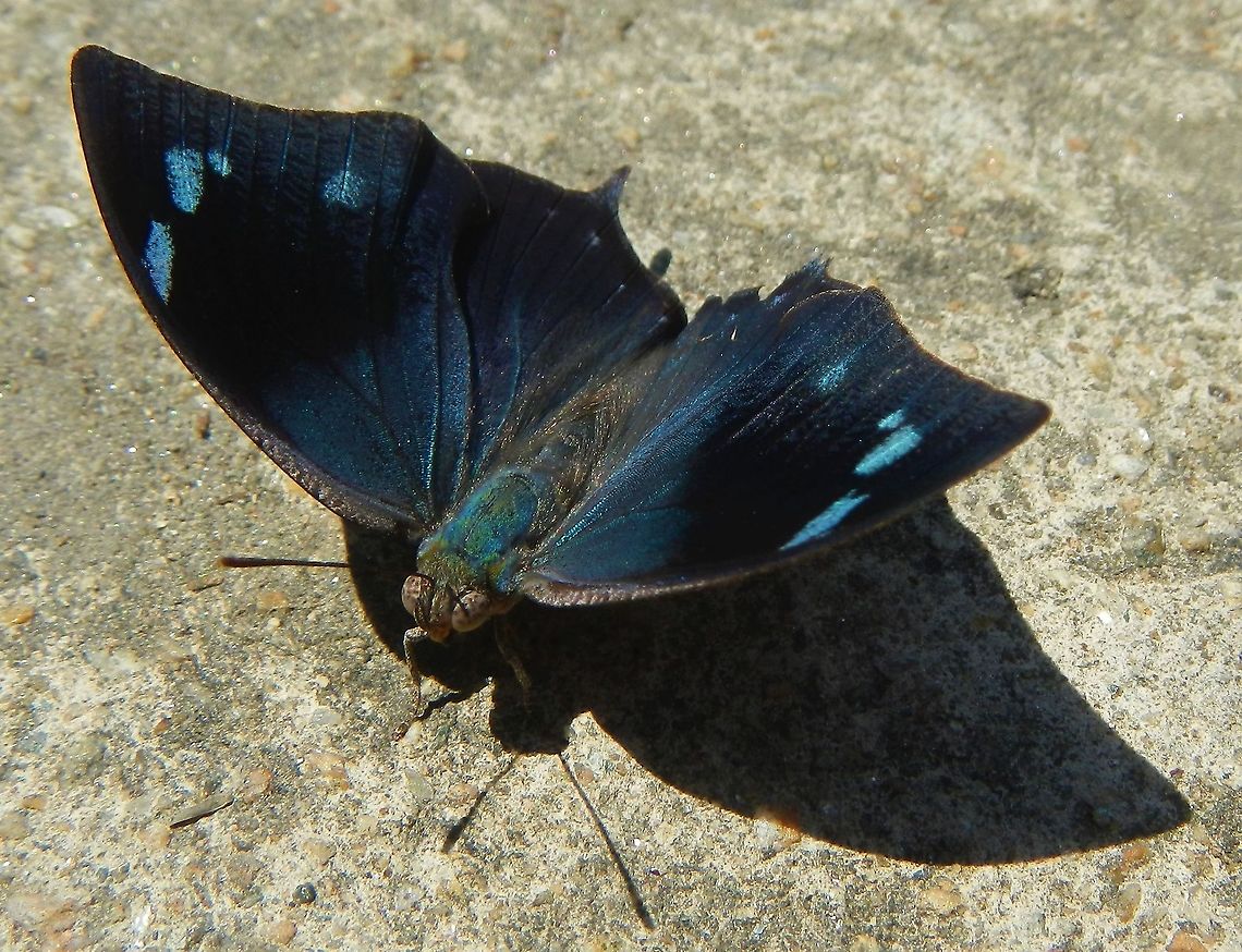 Unidentified Memphis daggerwing  Henri Pittier National Park,Memphis daggerwing