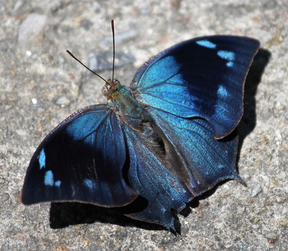 Unidentied species Memphis Daggerwing butterfly Unidentified Memphis dggerwing Henri Pittier National Park,Memphis daggerwing