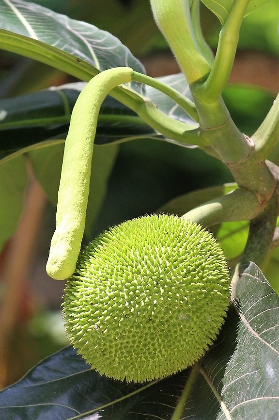 Breadfruit - Artocarpus altilis Breadfruit grown in a coffee plantation near Choroni Artocarpus altilis,Breadfruit,Choroni