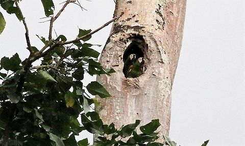 Chestnut-fronted Macaws in nest hole Near La Fria Ara severus,Chestnut-fronted macaw