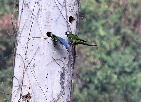Chestnut-fronted Macaws At a nest-hole near La Fria Ara severus,Chestnut-fronted macaw