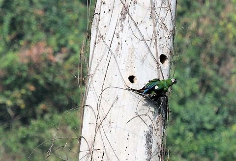 Chestnut-fronted Macaw Nest holes near La Fria Ara severus,Chestnut-fronted macaw