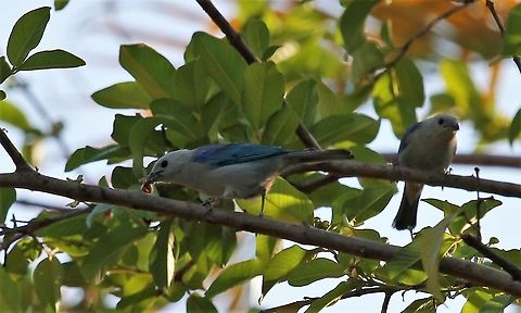 Blue-gray Tanager eating At Choroni Blue-gray Tanager,Thraupis episcopus