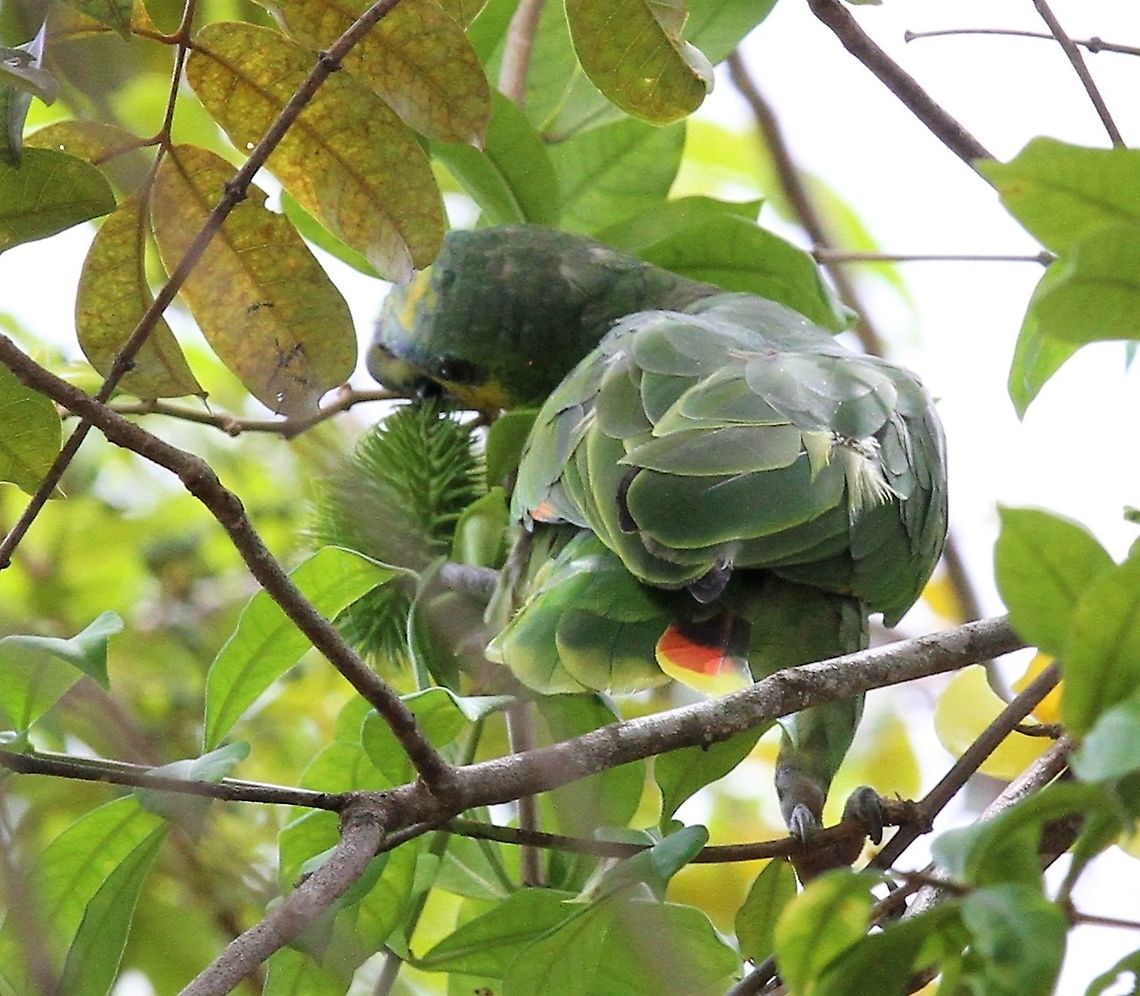 Orange-winged amazon Feeding near Canaima Lagoon Amazona amazonica,Canaim,Orange-winged amazon