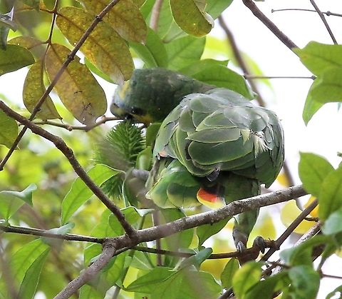 Orange-winged amazon Feeding near Canaima Lagoon Amazona amazonica,Canaim,Orange-winged amazon