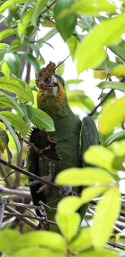Orange-winged amazon Feeding near Canaima Lagoon Amazona amazonica,Canaima National Park,Orange-winged amazon