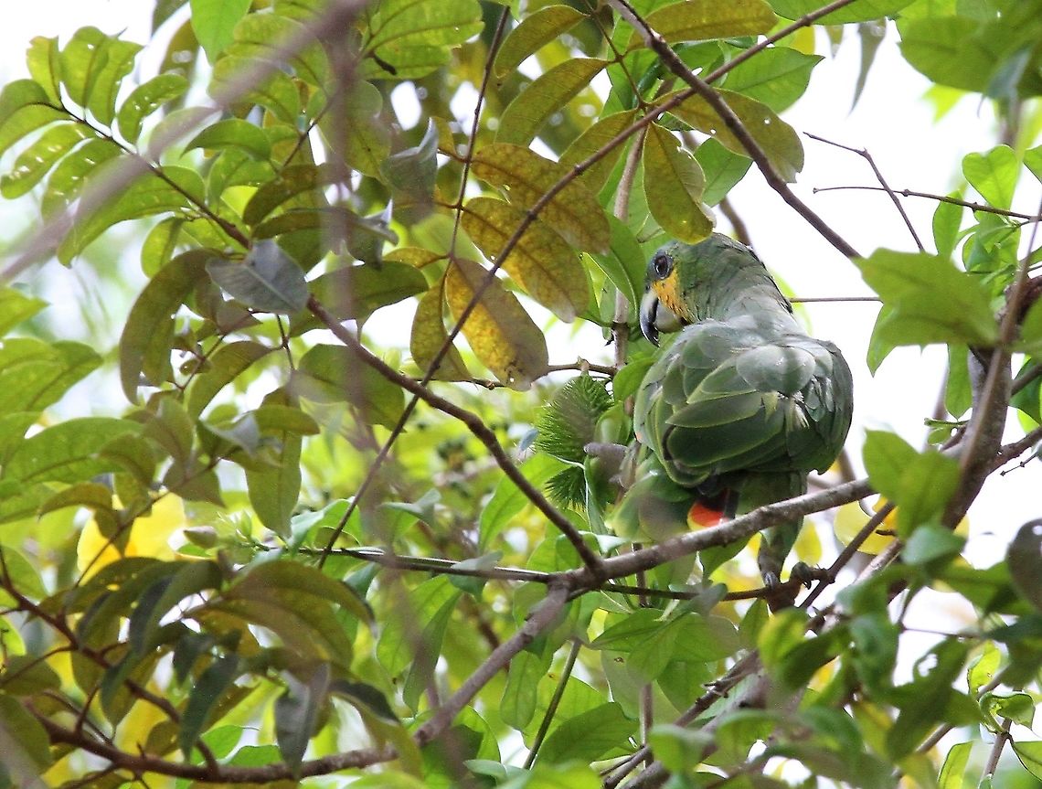 Orange-winged amazon Canaima NP Amazona amazonica,Canaima National Park,Orange-winged amazon
