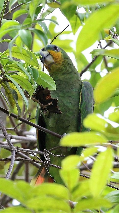Orange-winged amazon Orange-winged amazon feeding in Canaima NP  Amazona amazonica,Canaima National Park,Orange-winged amazon
