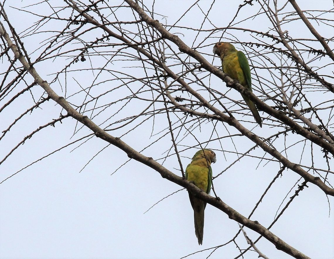 Brown-throated parakeet Parakeet from Canaima NP Brown-throated parakeet,Canaima National Park,Eupsittula pertinax