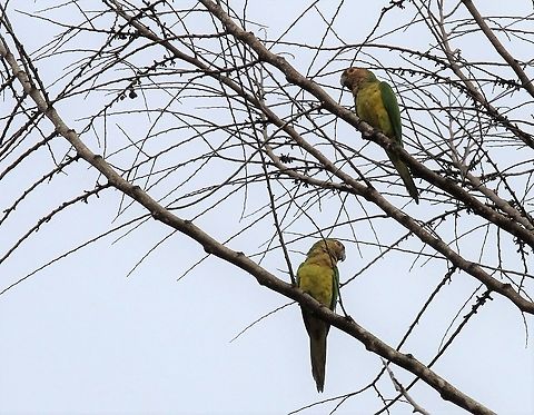 Brown-throated parakeet Parakeet from Canaima NP Brown-throated parakeet,Canaima National Park,Eupsittula pertinax