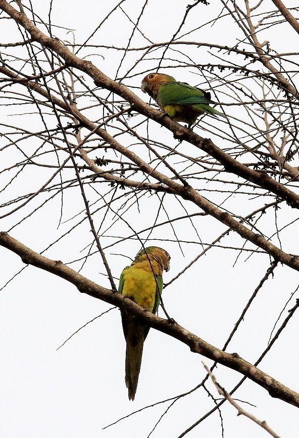 Brown-throated Parakeet In Canaima NP, these lovely parakeets Brown-throated parakeet,Canaima National Park,Eupsittula pertinax