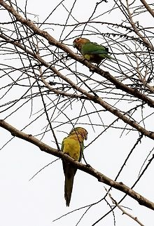 Brown-throated Parakeet In Canaima NP, these lovely parakeets Brown-throated parakeet,Canaima National Park,Eupsittula pertinax