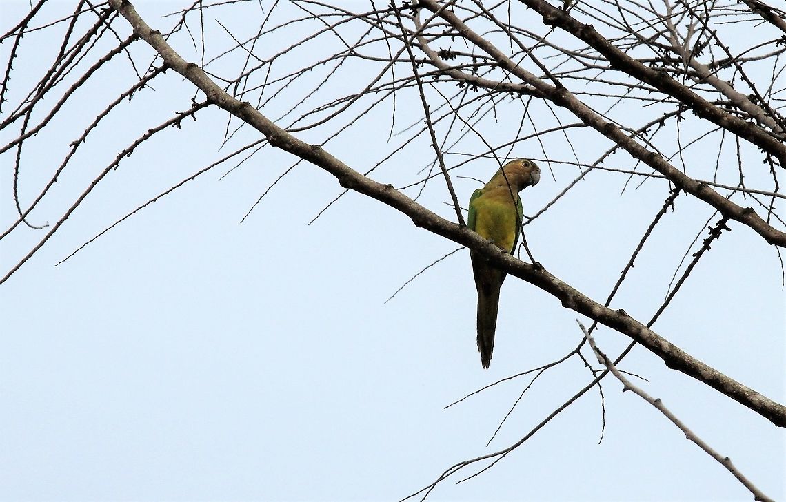 Brown-throated Parakeet Near Canaima Lagoon on Rio Carrao Brown-throated parakeet,Canaima National Park,Eupsittula pertinax