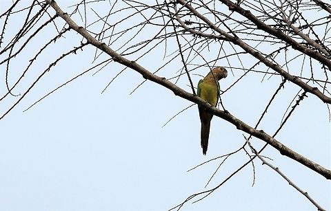 Brown-throated Parakeet Near Canaima Lagoon on Rio Carrao Brown-throated parakeet,Canaima National Park,Eupsittula pertinax